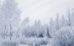 Tapeta Nature trees with snow 030.jpg